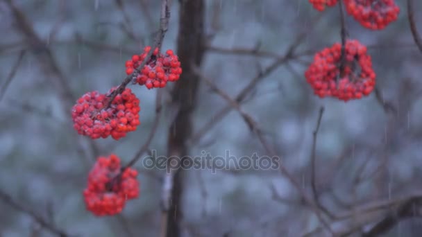 Bayas Rowan Invierno Una Fuerte Nevada Duerme Con Bayas Rojas — Vídeo de stock