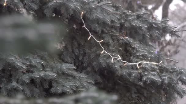 Arbre Conifères Neige Épaisse Une Grande Quantité Neige Tombe Sur — Video