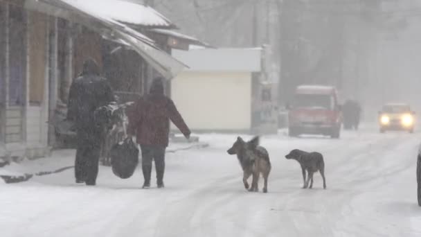 Psy Ciężki Śnieg Dużego Psa Chłodne Zimowe Wieczory Ulicy Pod — Wideo stockowe