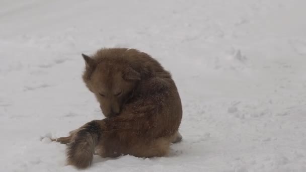 大雪の下通りの寒い冬の日に雪の大きな犬の犬 — ストック動画
