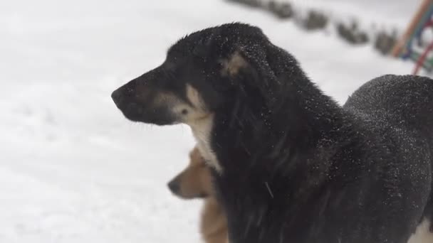 Perros Nieve Pesada Perro Grande Frío Día Invierno Calle Bajo — Vídeo de stock