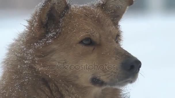 Hunde Dichten Schnee Ein Großer Hund Einem Kalten Wintertag Auf — Stockvideo