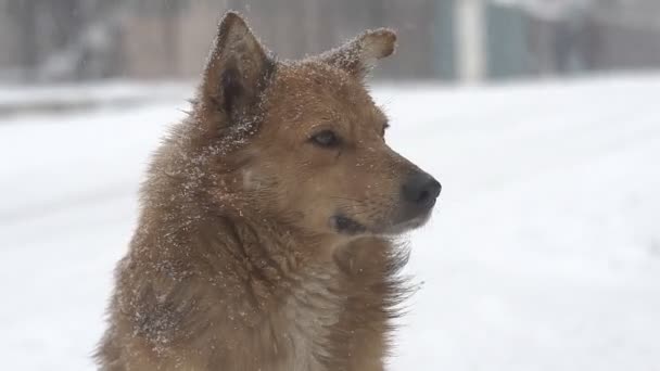 大雪の下通りの寒い冬の日に雪の大きな犬の犬 — ストック動画