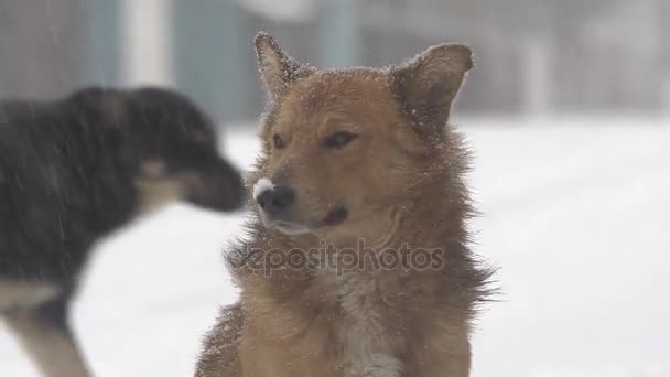 Psy Ciężki Śnieg Dużego Psa Chłodne Zimowe Wieczory Ulicy Pod — Wideo stockowe
