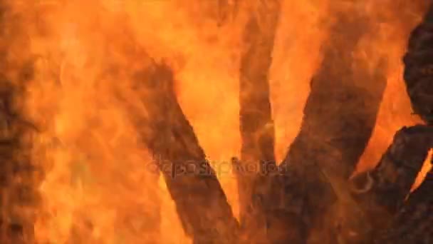 Φωτιά Είναι Καύση Ξύλου Μεγάλη Πυρκαγιά Καύση Ξύλου Πολλά Ξύλα — Αρχείο Βίντεο