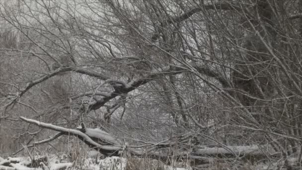 Fuertes Nevadas Invierno Tormenta Del Paisaje Invernal Nevadas Arbustos Árboles — Vídeo de stock