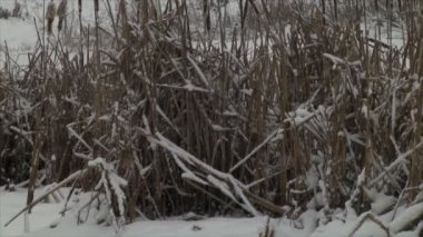 Kışın güçlü kar yağışı. Kış manzara fırtına ve kar yağışı, çalılar ve ağaçlar kar bir sürü rüzgarlar ile damla