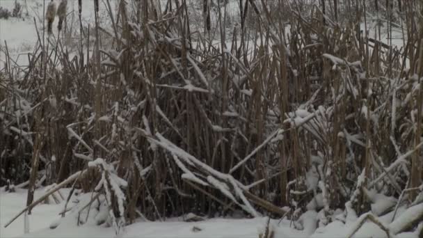 冬に強い降雪 風景の冬の嵐や降雪 茂みや木ドロップ風の突風と雪がたくさん — ストック動画