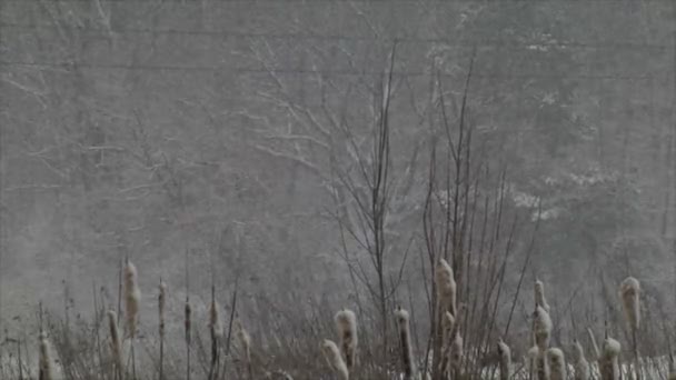 Silné Sněžení Zimě Zimní Krajina Bouře Sněžení Keře Stromy Drop — Stock video