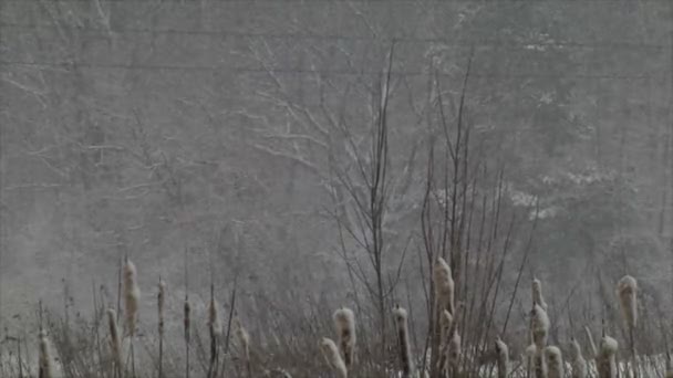 Forte chute de neige en hiver. Tempête hivernale et chutes de neige, buissons et arbres déversent beaucoup de neige avec des rafales de vent 