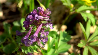 Arı bal bahar alan çiçekler ılık bahar gününde toplama 