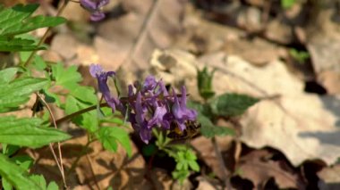 Arı bal bahar alan çiçekler ılık bahar gününde toplama 