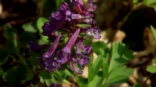 Bijen Honing Verzamelen Veld Lentebloemen Een Warme Lentedag — Stockvideo