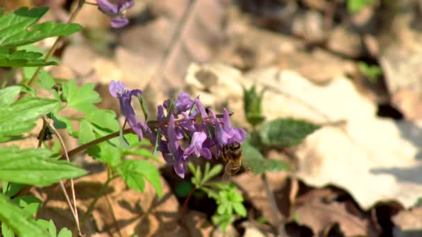 Arı Bal Bahar Alan Çiçekler Ilık Bahar Gününde Toplama — Stok video