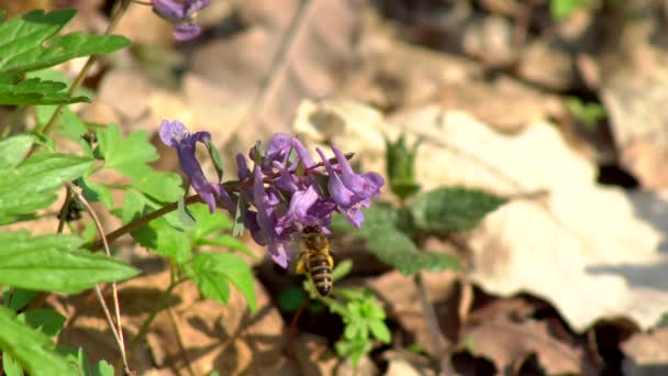 Biet Samlar Honung Fältet Vårblommor Varm Vårdag — Stockvideo