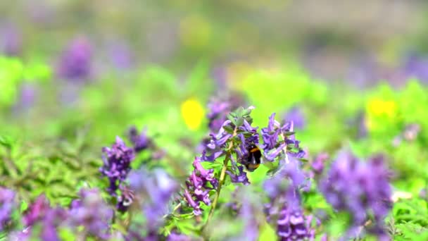 Bumblebee Collecte Nectar Gros Plan — Video