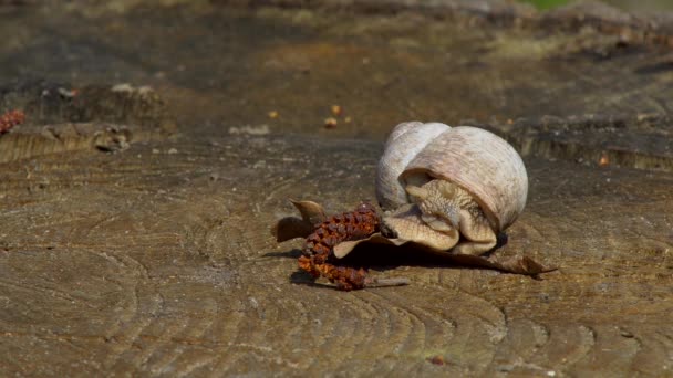 Snail Close Crawling Wooden Surface Warm Spring Day — Stock Video