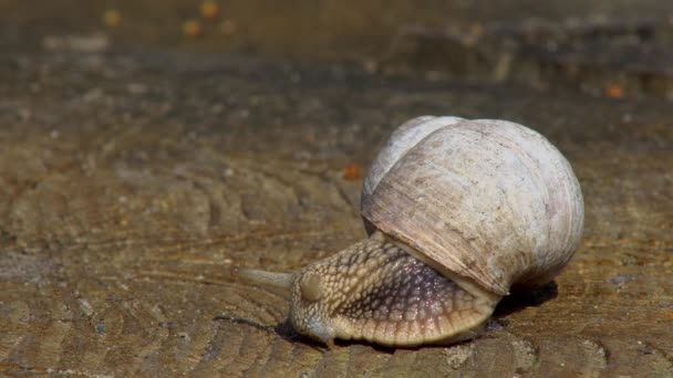 Caracol Cerca Arrastrándose Sobre Una Superficie Madera Cálido Día Primavera — Vídeo de stock