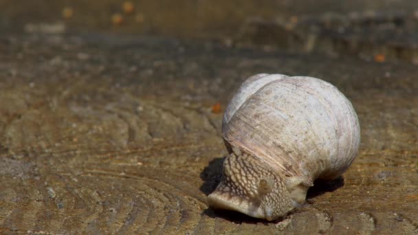 Snigel Närbild Kryper Yta Trä Varm Vårdag — Stockvideo