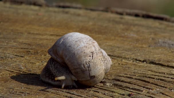 Snail Close Crawling Wooden Surface Warm Spring Day — Stock Video