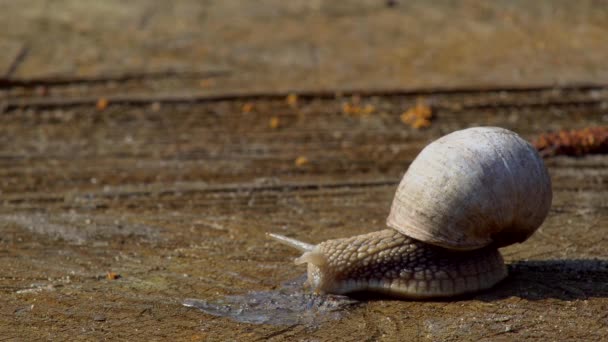 Caracol Cerca Arrastrándose Sobre Una Superficie Madera Cálido Día Primavera — Vídeo de stock