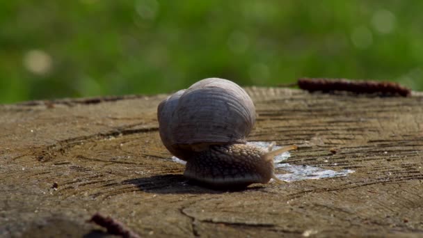 Snail Close Crawling Wooden Surface Warm Spring Day — Stock Video