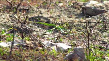 Kış çimenlerin üzerine sıcak güneşli bir günde kaynıyor sonra vahşi arılar uyan