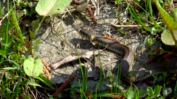 Змея Дикой Природе После Зимы Весенний Солнечный День Ползает Траве — стоковое видео