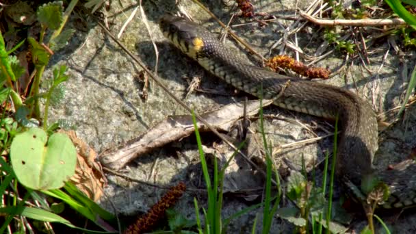 Wąż Środowisku Naturalnym Zimowych Słoneczny Dzień Wiosny Pełza Trawie Obok — Wideo stockowe