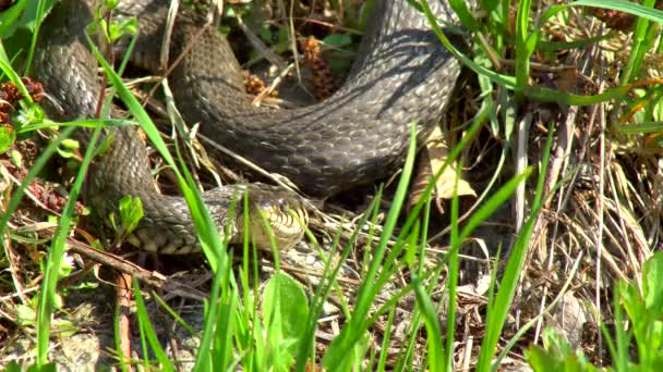 Snake Wild Winter Spring Sunny Day Creeps Grass Next Pond — Stock Video