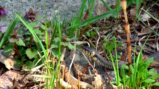 Serpiente Naturaleza Después Del Invierno Día Soleado Primavera Arrastra Largo — Vídeos de Stock