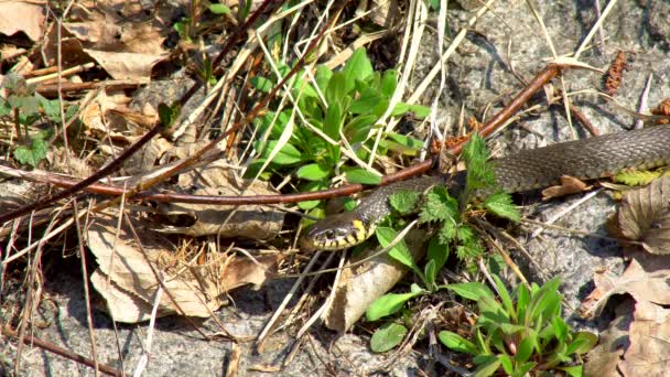 冬日里的蛇在春天阳光明媚的一天 沿着池塘旁的草地爬行 露出双舌 — 图库视频影像