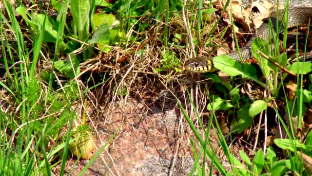 Serpente Natura Dopo Inverno Una Giornata Sole Primaverile Striscia Lungo — Video Stock