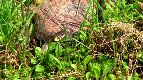 Serpent Dans Nature Après Hiver Par Une Journée Ensoleillée Printemps — Video