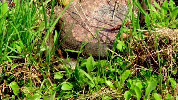 冬日里的蛇在春天阳光明媚的一天 沿着池塘旁的草地爬行 露出双舌 — 图库视频影像