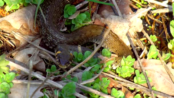 Le serpent dans la nature après l'hiver par une journée ensoleillée de printemps se glisse le long de l'herbe à côté de l'étang montrant une double langue 