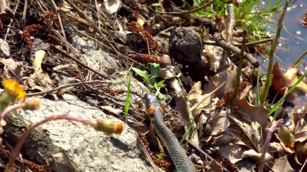 Serpiente Naturaleza Después Del Invierno Día Soleado Primavera Arrastra Largo — Vídeos de Stock