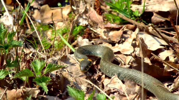 Cobra Natureza Após Inverno Dia Ensolarado Primavera Rasteja Longo Grama — Vídeo de Stock