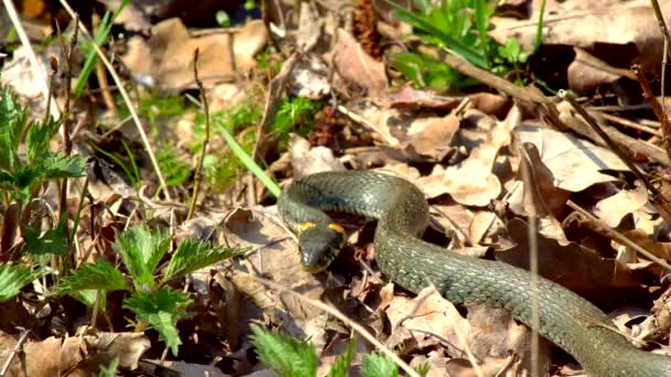 Snake Wild Winter Spring Sunny Day Creeps Grass Next Pond — Stock Video