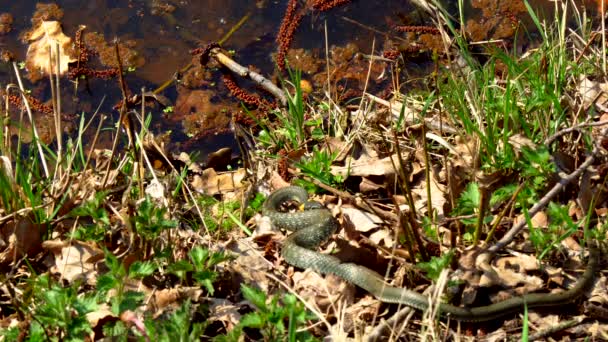 Ormen Naturen Efter Vintern Solig Vårdag Kryper Längs Gräset Bredvid — Stockvideo