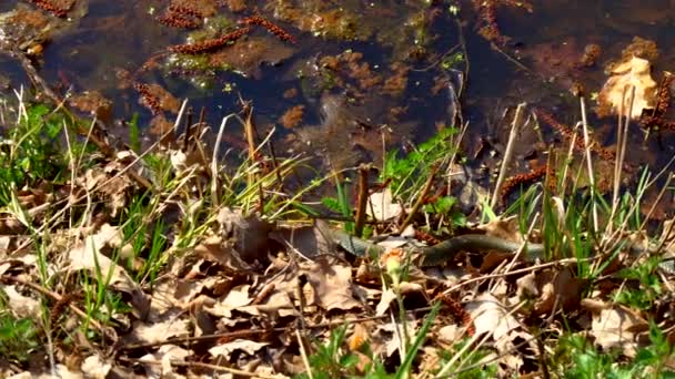 Le serpent dans la nature après l'hiver par une journée ensoleillée de printemps se glisse le long de l'herbe à côté de l'étang montrant une double langue 