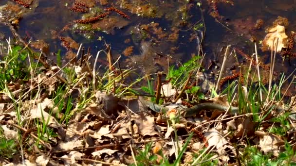 Serpiente Naturaleza Después Del Invierno Día Soleado Primavera Arrastra Largo — Vídeo de stock