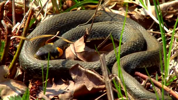 冬春の晴れた日には ダブル舌を示す池の隣に草に沿ってゾッとしたら野生のヘビ — ストック動画