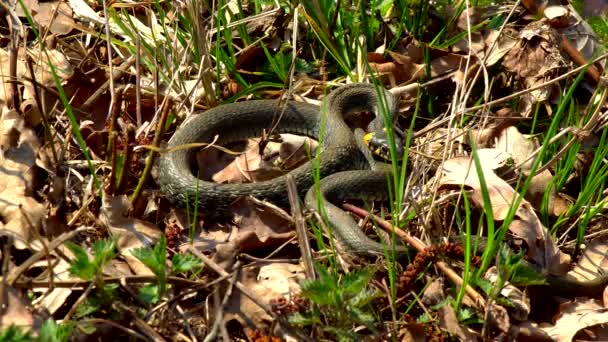 Snake Wild Winter Spring Sunny Day Creeps Grass Next Pond — Stock Video