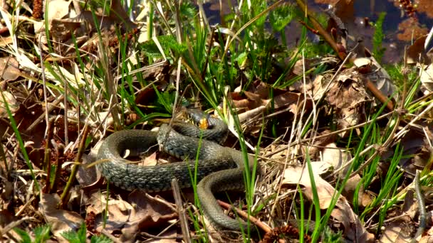 Snake Wild Winter Spring Sunny Day Creeps Grass Next Pond — Stock Video