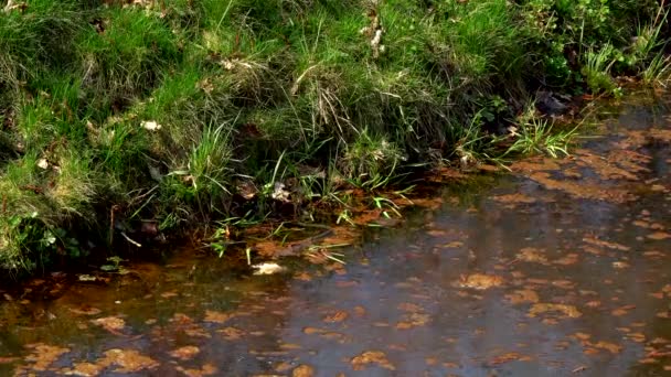 冬春の晴れた日には ダブル舌を示す池の隣に草に沿ってゾッとしたら野生のヘビ — ストック動画