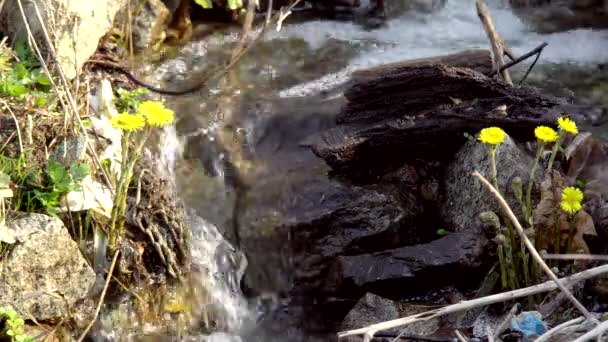 Córrego Água Que Flui Abaixo Uma Superfície Pedregosa Alimentando Plantas — Vídeo de Stock