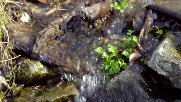 Stream Water Flowing Stony Surface Feeding Plants Moisture — Stock Video