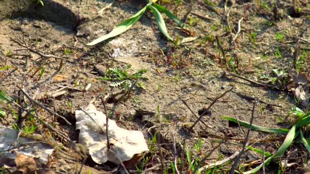Les abeilles sauvages se réveillent après l'hiver grouillant sur la pelouse par une chaude journée ensoleillée 