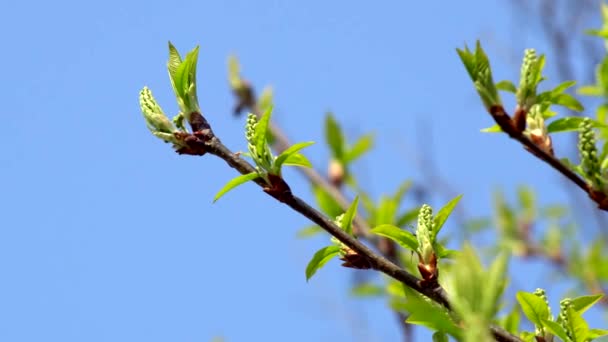 Una Rama Árbol Brota Hojas Jóvenes Con Día Cálido Contra — Vídeos de Stock